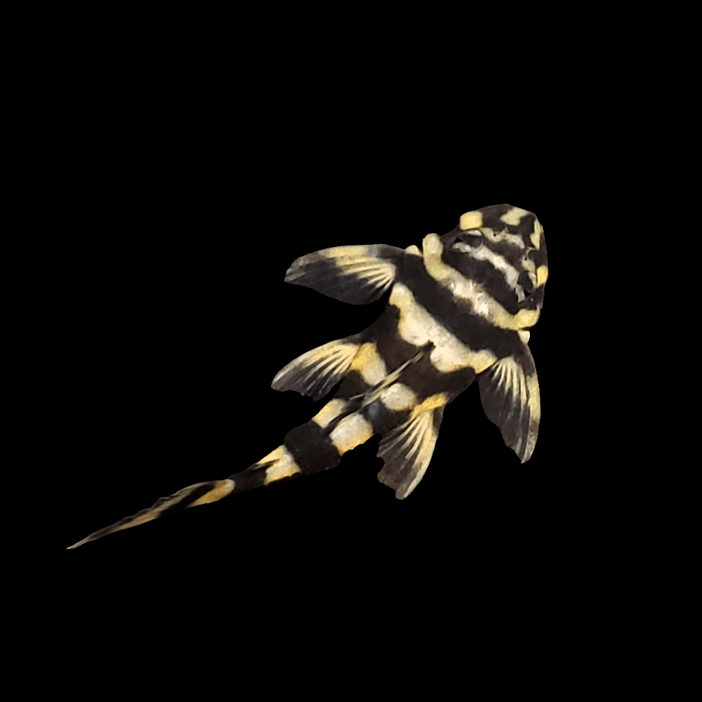 Depiction of a Dekeyseria brachyura, also referred to as the L168 Butterfly Plecostomus, highlighting its remarkable black and pale yellow striped pattern on both body and fins. This gem for freshwater aquariums is presented against a stylish black backdrop.