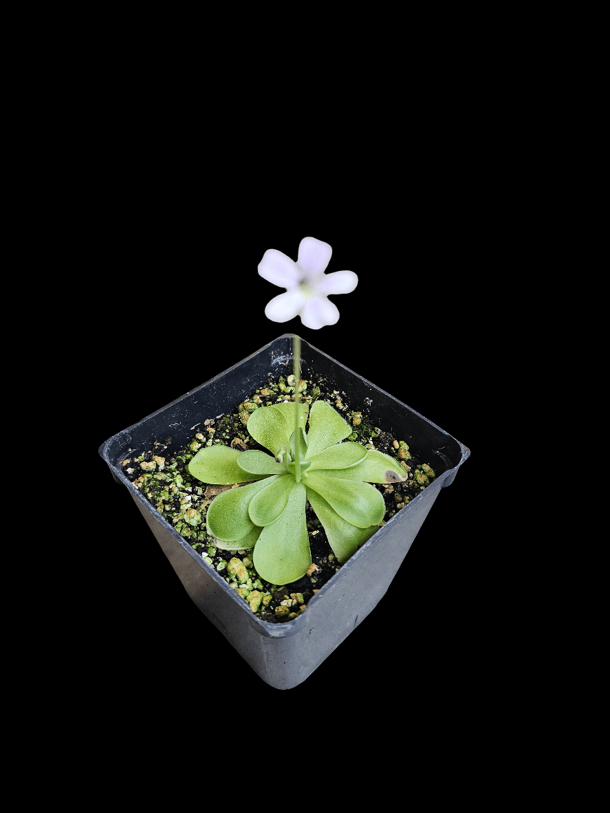 A small Butterwort Pinguicula, nestled in a square black pot against a dark backdrop, flourishes under LED grow lights. This plant showcases a cluster of vibrant green leaves and boasts a single, delicate white flower on a slender stalk, thriving under meticulous care.