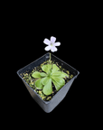 A small Butterwort Pinguicula, nestled in a square black pot against a dark backdrop, flourishes under LED grow lights. This plant showcases a cluster of vibrant green leaves and boasts a single, delicate white flower on a slender stalk, thriving under meticulous care.