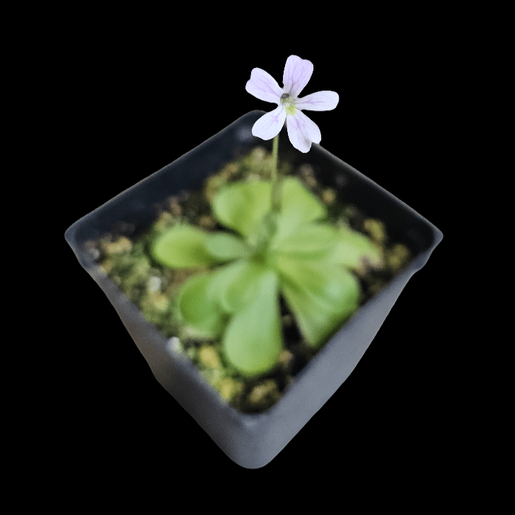 The Butterwort Pinguicula, a small potted plant featuring green leaves and a single delicate pink flower on a thin stem, thrives beautifully in an alkaline soil mix, set against a black background.