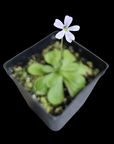 The Butterwort Pinguicula, a small potted plant featuring green leaves and a single delicate pink flower on a thin stem, thrives beautifully in an alkaline soil mix, set against a black background.