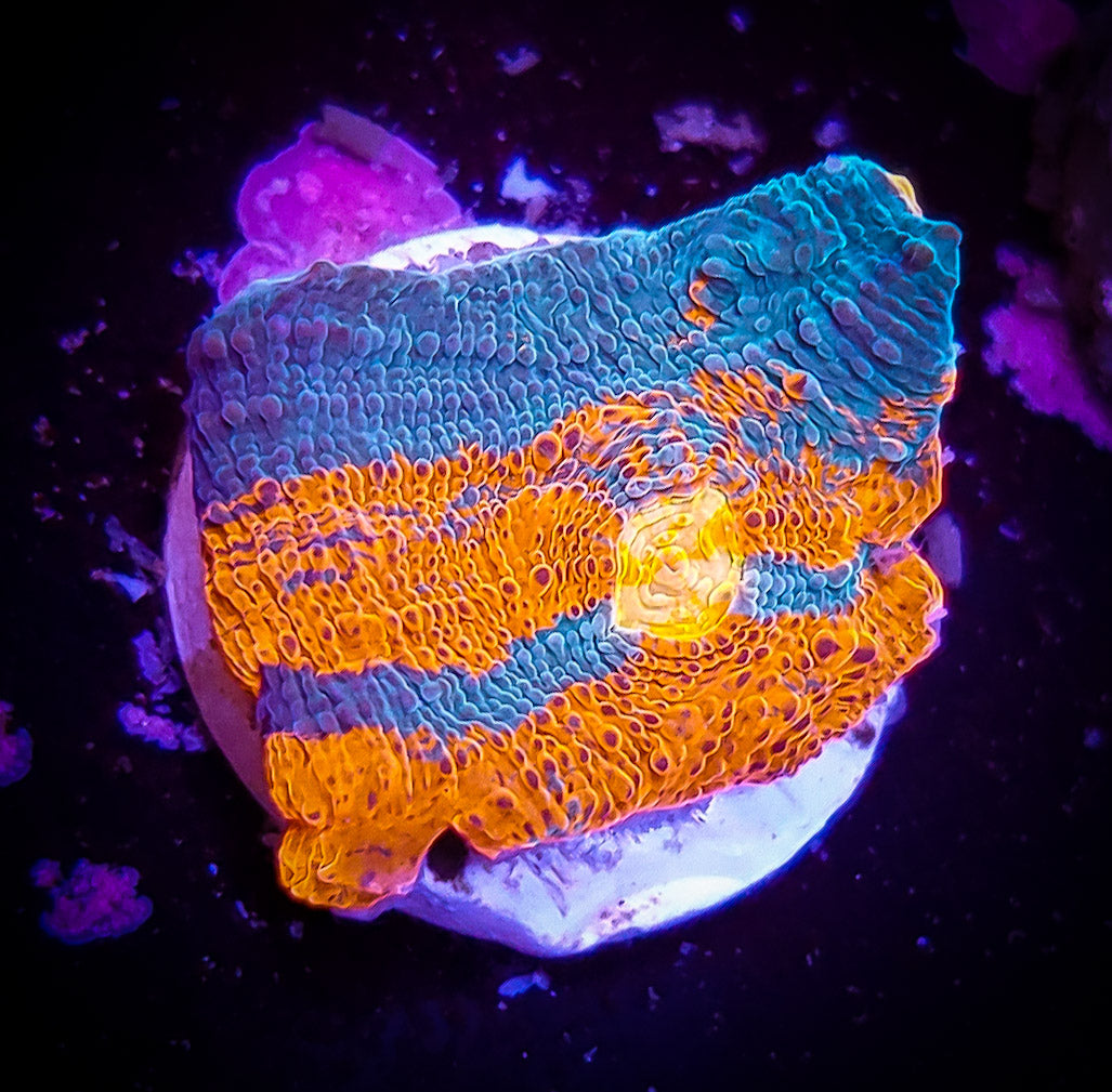 Close-up of the vibrantly colored CB Bugatti Chalice under blue lighting. The coral exhibits a swirling pattern of bright orange and teal hues, resting atop a small white platform against a dark background.