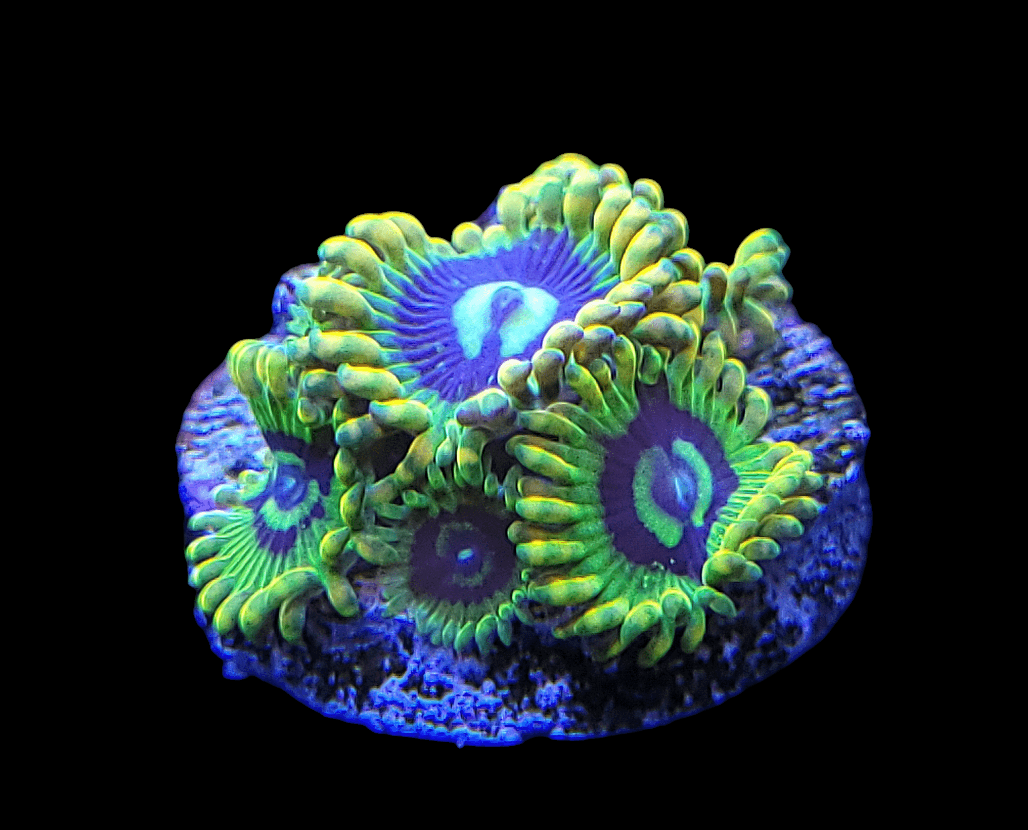 A close-up of the CB Rainbow Yoda Zoanthids showcases their vibrant coral polyps with neon green tentacles and purple centers on a round base. The black background accentuates the corals' glow, creating a striking contrast.