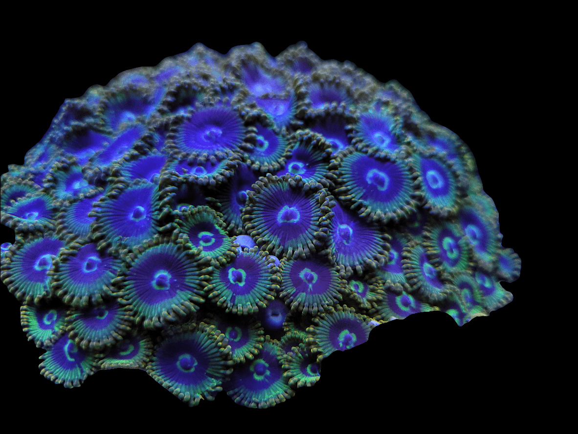 A close-up shot of the CB Rainbow Yoda Zoanthids features a vibrant cluster of glowing blue and purple coral polyps set against a black background, highlighting their intricate details and textures.