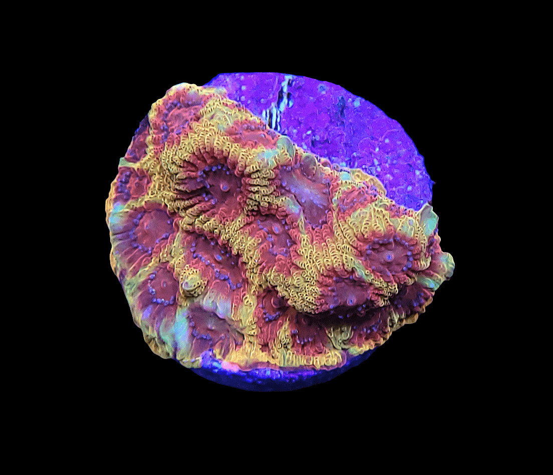 Close-up of the CC Darth Maul Favia coral with intricate patterns, featuring yellow, orange, and purple hues. It's illuminated against a dark background, showcasing its textured surface and radial symmetry.