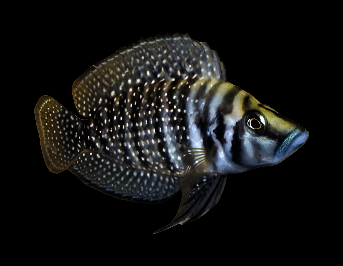 A close-up of the Calvus Cichlid (Altolamprologus calvus) showcases its dark, speckled body and prominent dorsal fin. White spots and stripes contrast against a black background, while iridescent scales catch the light, reflecting Lake Tanganyika’s beauty.