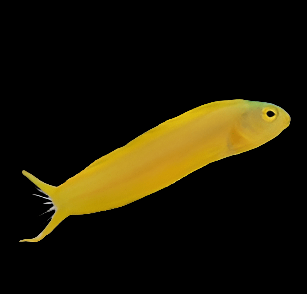 A small, Canary Blenny (Meicanthus Ovalaunensis), with its vivid yellow hue, glides gracefully against the dark backdrop of a reef tank. Its streamlined body and forked tail propel it smoothly, while its prominent eyes take in the surroundings and its delicate, transparent fins flutter in the water.