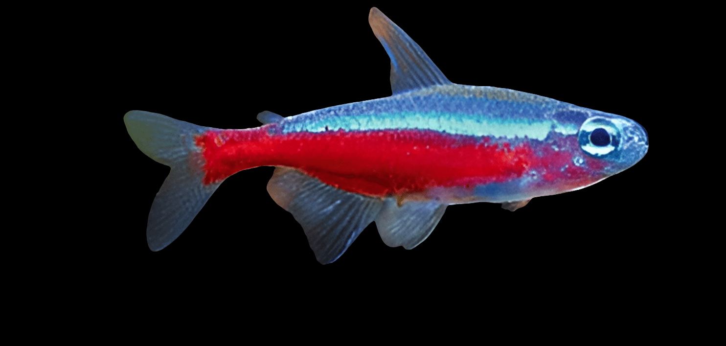 A Cardinal Tetra - Paracheirodon Axelrodi displays a striking red and blue stripe along its body against a solid black backdrop, complemented by translucent fins and a distinct oval eye.