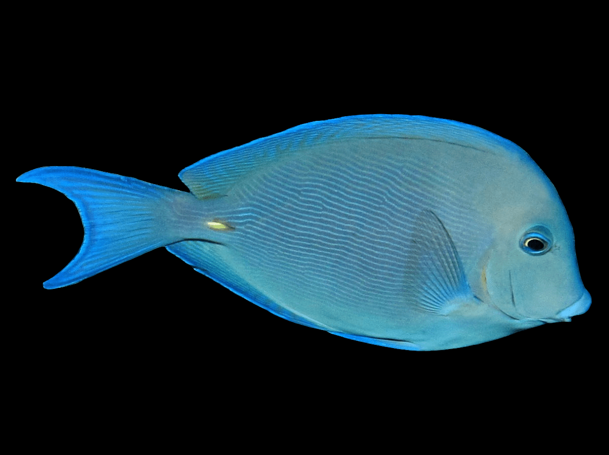 A Caribbean Bahiamus Tang LRG fish showcasing its vibrant blue coloration, smooth scales, and streamlined shape glides against a white background. This exquisite fish features a prominent dorsal fin and is adorned with a small yellow spot near its tail.