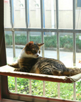 Cat Window Bed