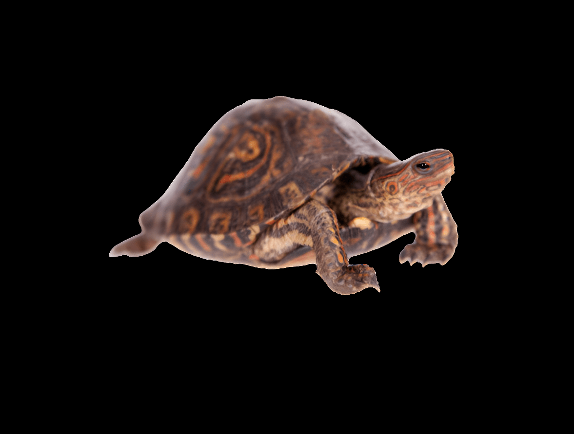 The Central American Ornate Wood Turtle, with its intricately patterned shell, is isolated on a white background and appears to walk forward with its head extended and legs visible.