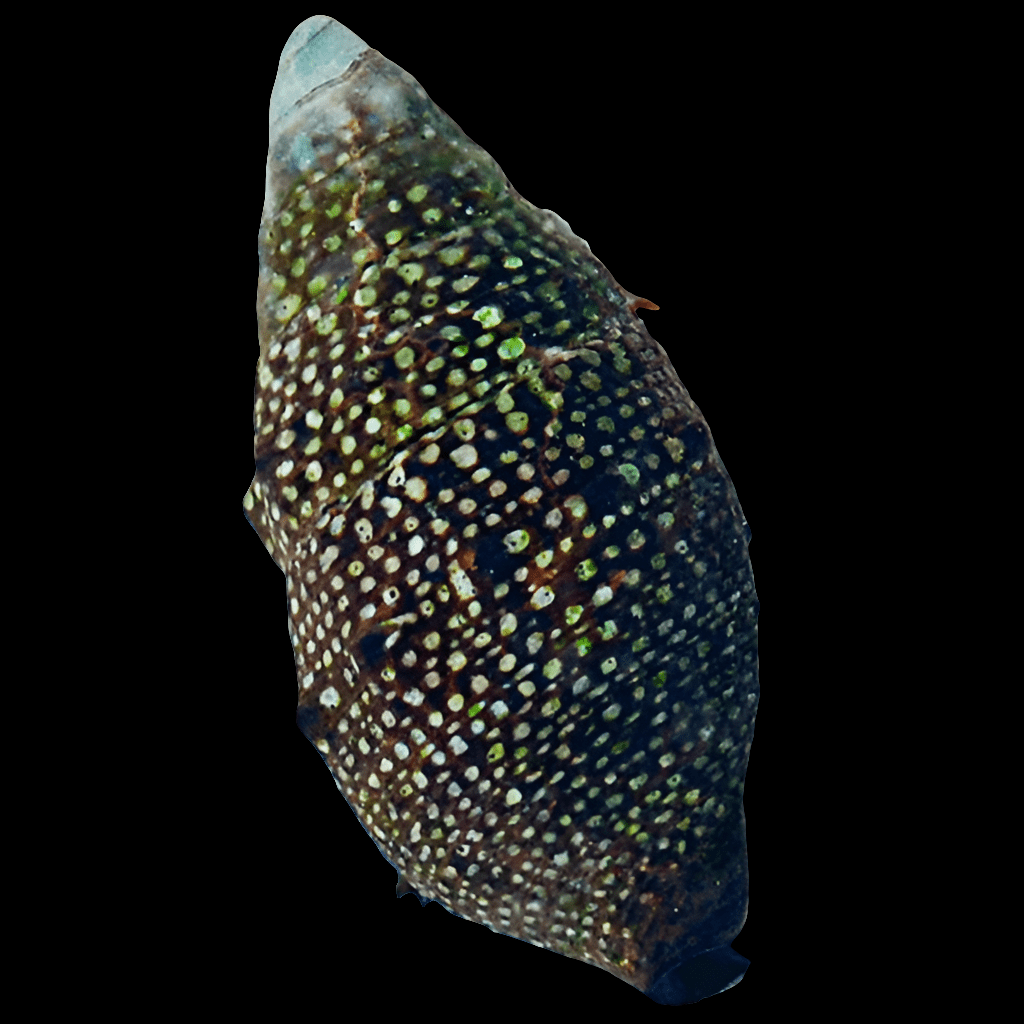 A close-up of a reef-compatible sea cucumber highlights its speckled, textured surface. The elongated body, adorned with small white and greenish spots, stands out against a dark background, reminiscent of the delicate hues found on a Cerithium sp., commonly known as the Cerith Snail.