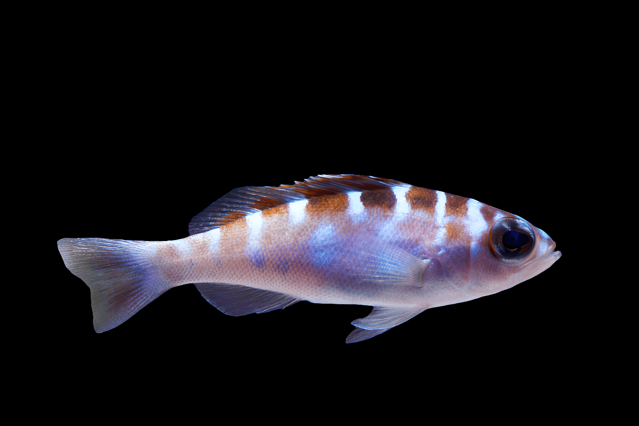 A Chalk Basslet Serranus Tortugarum, characterized by its streamlined body and dark vertical stripes set against a lighter, shiny background, swims in front of a black backdrop, displaying its semi-aggressive temperament and carnivorous diet.