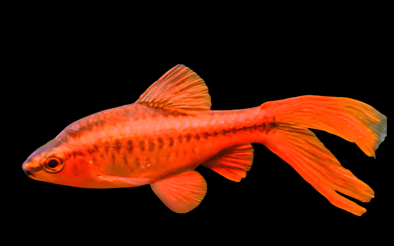 A Cherry Barb - Longfin (Puntius titteya) with a vibrant red-orange hue and elongated fins swims elegantly against a black background, showcasing subtle body patterns and gracefully spread fins.