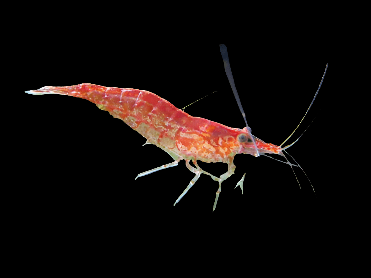 A Cherry Shrimp - B Grade, known scientifically as Neocaridina davidi, with vibrant red hues, long antennae, and translucent legs is swimming against a black background.