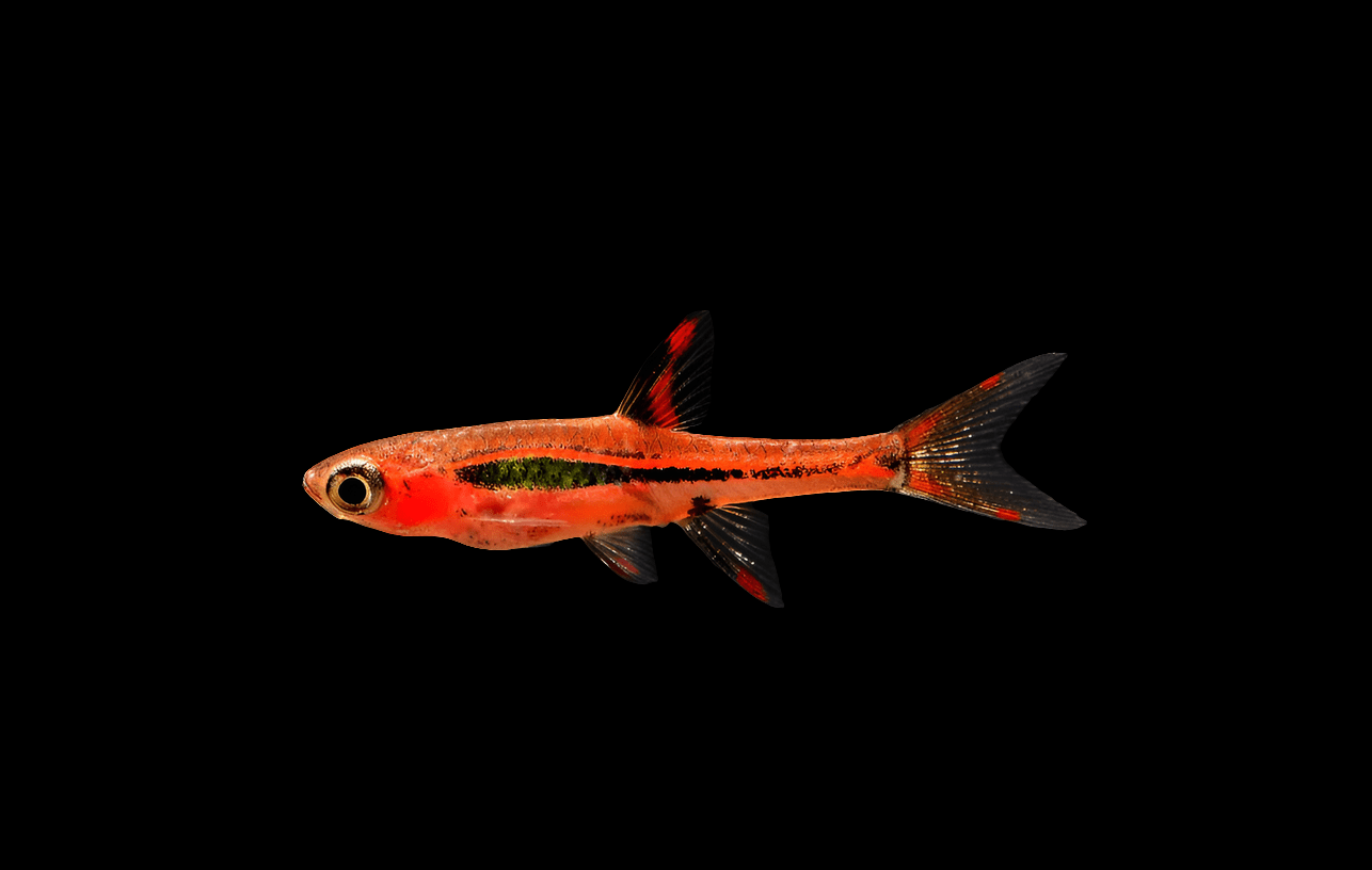 A Chili Rasbora - Boraras Brigittae displaying vibrant red and orange hues set against a black background, featuring a streamlined body accentuated by a prominent black stripe along its side and accompanied by translucent fins.