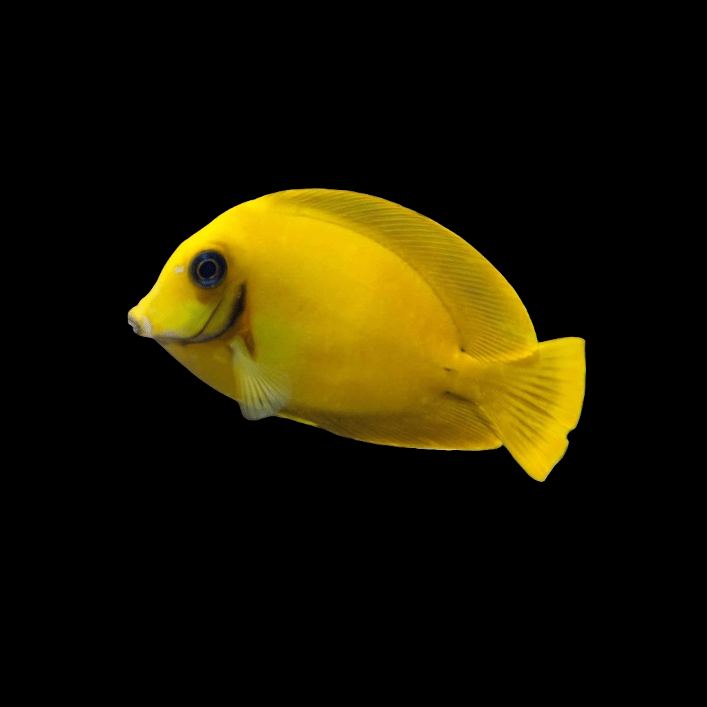 A Chocolate Mimic Tang, belonging to the Acanthurus Pyroferus species, with its distinctive shape and elongated fins, glides against a black background. Its vibrant hues stand out against the dark setting, showcasing its remarkable appearance while being fully compatible with reef environments.