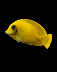 A Chocolate Mimic Tang, belonging to the Acanthurus Pyroferus species, with its distinctive shape and elongated fins, glides against a black background. Its vibrant hues stand out against the dark setting, showcasing its remarkable appearance while being fully compatible with reef environments.