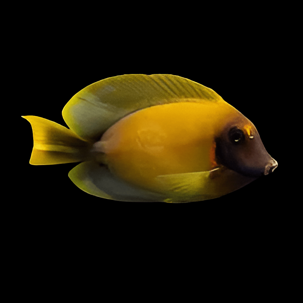 A colorful Chocolate Mimic Tang from the Acanthuridae family, known for being semi-aggressive yet reef compatible, swims against a solid black background. Its fins are spread out, highlighting its distinct coloration and sleek, smooth form.