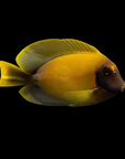 A colorful Chocolate Mimic Tang from the Acanthuridae family, known for being semi-aggressive yet reef compatible, swims against a solid black background. Its fins are spread out, highlighting its distinct coloration and sleek, smooth form.