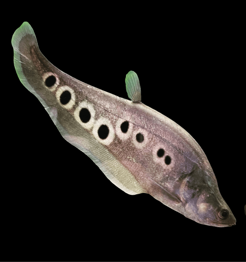 A Clown Knife Fish - Small - Chitala Ornata, featuring a beige, elongated body with a small dorsal fin and several dark circular markings along its side, swims against a black background.