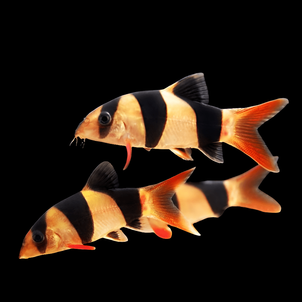 Two small Clown Loaches (Chromobotia Macracanthus), adorned with bright orange and black stripes, swim against a black background. Their red-tipped fins and long, slender bodies create a striking image, with one loach slightly leading the other.