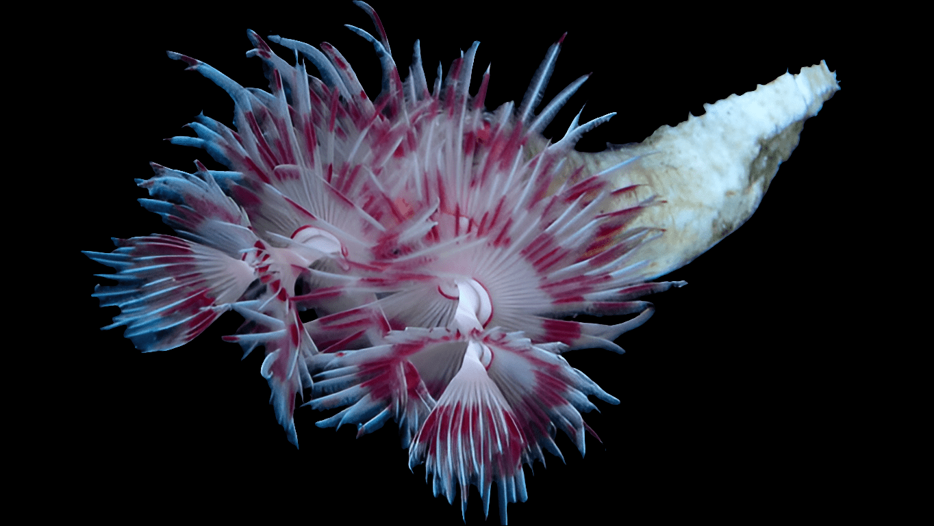 The Coco Worm - Serpulid Worm (Protula Bispiralis) features vibrant red, white, and blue feathery appendages and resembles a small coral-like structure against a black background, making it an eye-catching and reef-compatible addition.