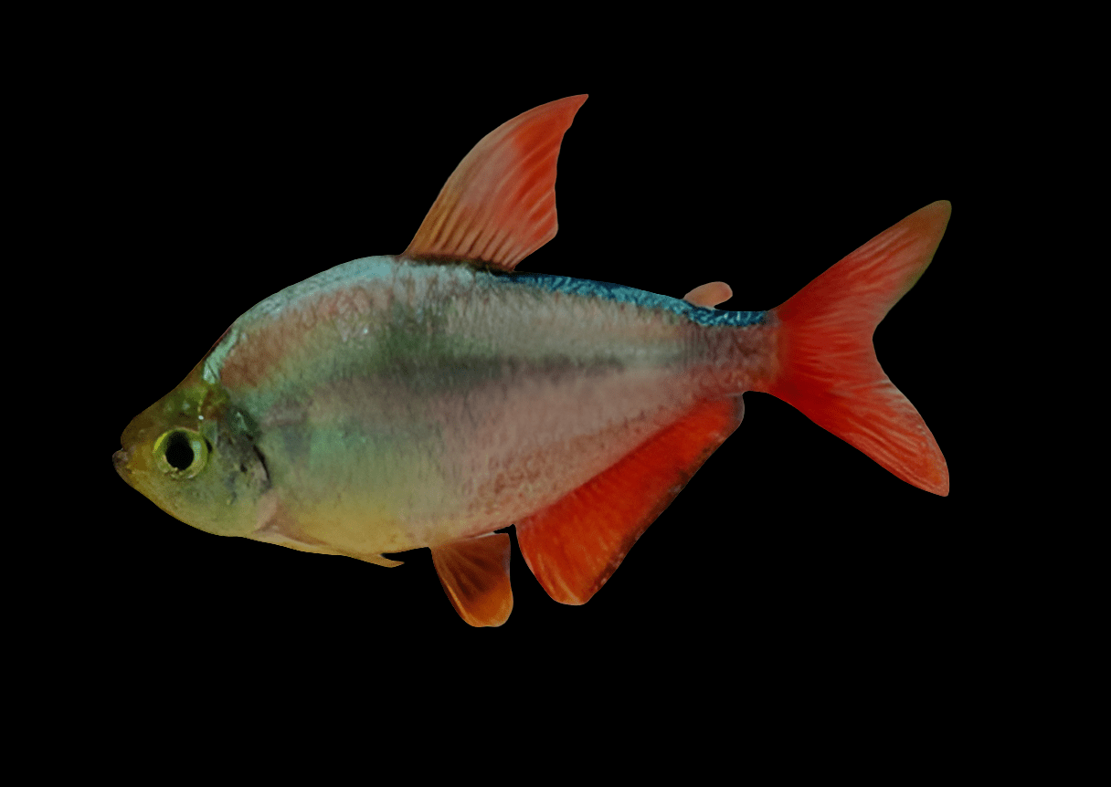 The Columbian Red & Blue Tetra, Hyphessobrycon Columbianus, is set against a black background, highlighting its iridescent greenish body and prominent red fins that emphasize its vibrant colors and streamlined shape.