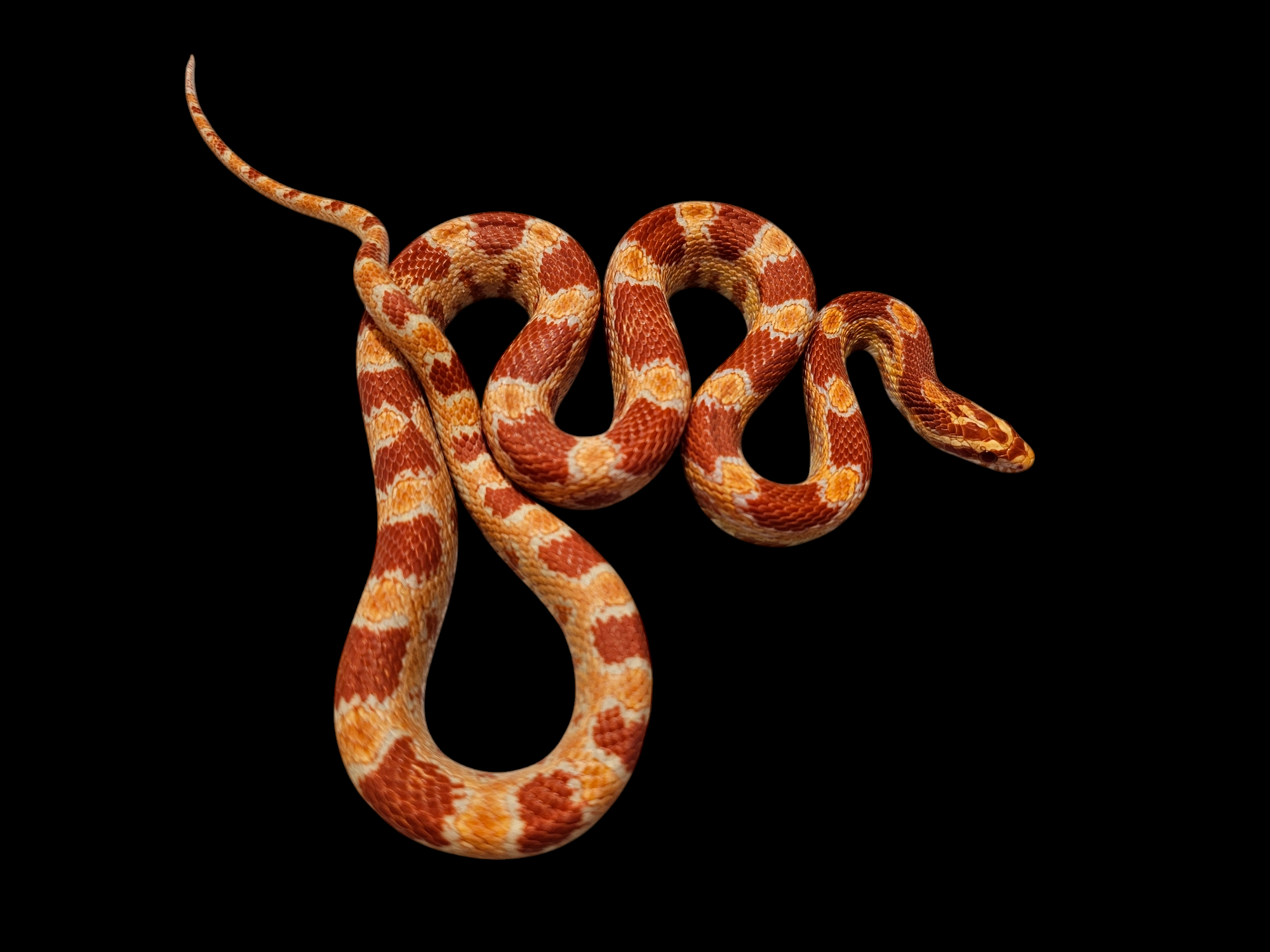 An Albino Corn Snake, Pantherophis guttatus, is elegantly coiled on a black background. Its vibrant orange and red patterned scales adorn its slender body, with its head slightly raised to display its intricate markings.
