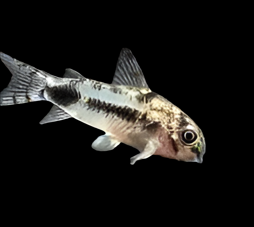 A Cory - Pygmy - Corydoras pygmaeus swims gracefully against a black background, highlighting its intricate fins and patterns.