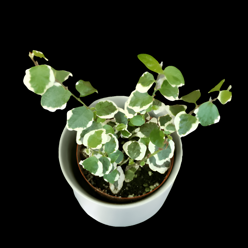 The Creeping Fig - Bellus Ficus, a compact potted plant with variegated green and white leaves, displayed from above in a white pot against a black background, highlights its versatility as a perennial beauty.