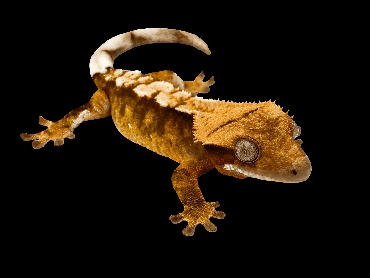 Close-up of a Crested Gecko - Correlophus Ciliatus, a popular reptile pet, showcasing its mottled brown and white pattern. Its large, lidless eyes and fringed crest along its head and back are visible. The semi-arboreal gecko is set against a plain black background.