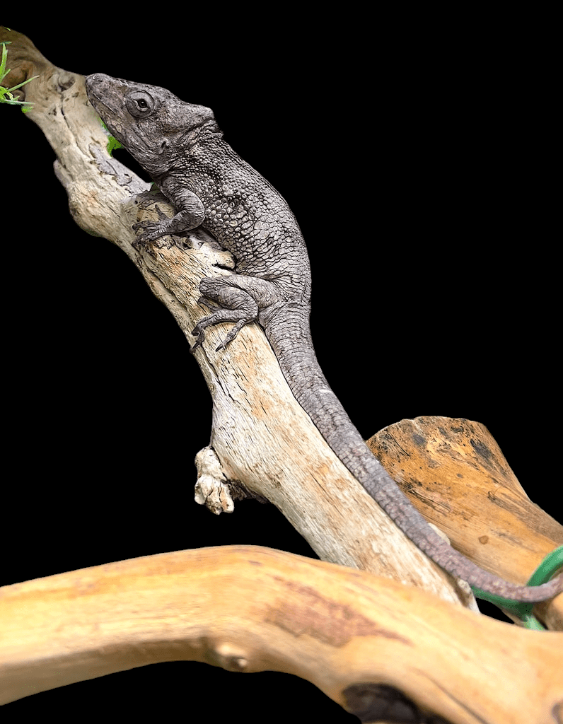 A gray Cuban False Chameleon - Anolis barbatus clings to a gnarled, light-colored branch against a black background. Its tail extends down the wood, and the texture of its skin is visible, showcasing this fascinating species often seen in the pet trade.