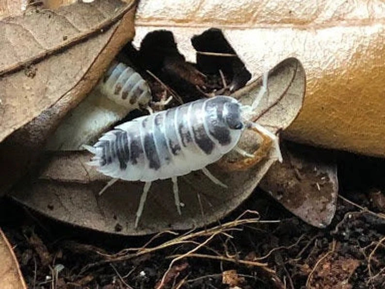 A close-up of a Dairy Cow Isopod, Porcellio Laevis, crawling on dry leaves and soil. The isopod showcases a segmented body with a black-and-white pattern and multiple legs, amidst brown and tan leaves.