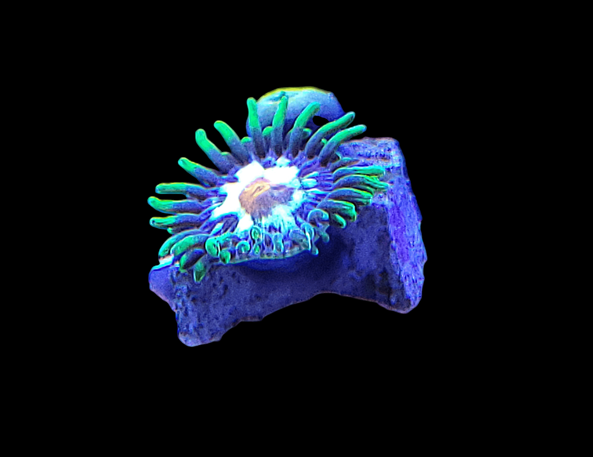 A lively Daisy Cutter Zoanthid with glowing green polyps rests on a textured blue rock against a black background, showcasing its bright, luminescent colors.