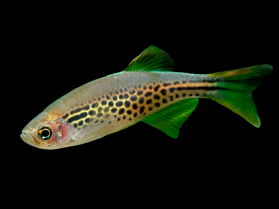 A Danio Gold Ring Burmese (Danio tinwini) with a spotted pattern and metallic shimmer glides against a black background, showcasing its elongated body and vibrant green fins.