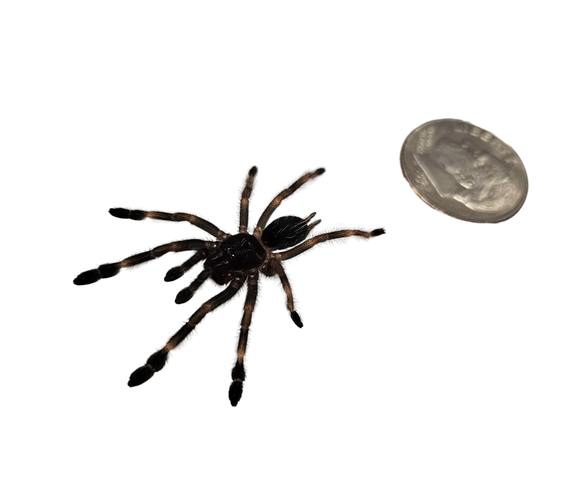 A black and brown Darth Maul Tarantula (Psalmopoeus victori) with long legs sits beside a nickel for scale. This arboreal beauty, on a plain white background, showcases a dark body and lighter-jointed legs, offering a glimpse into the fascinating world of tarantula care.