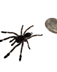 A black and brown Darth Maul Tarantula (Psalmopoeus victori) with long legs sits beside a nickel for scale. This arboreal beauty, on a plain white background, showcases a dark body and lighter-jointed legs, offering a glimpse into the fascinating world of tarantula care.