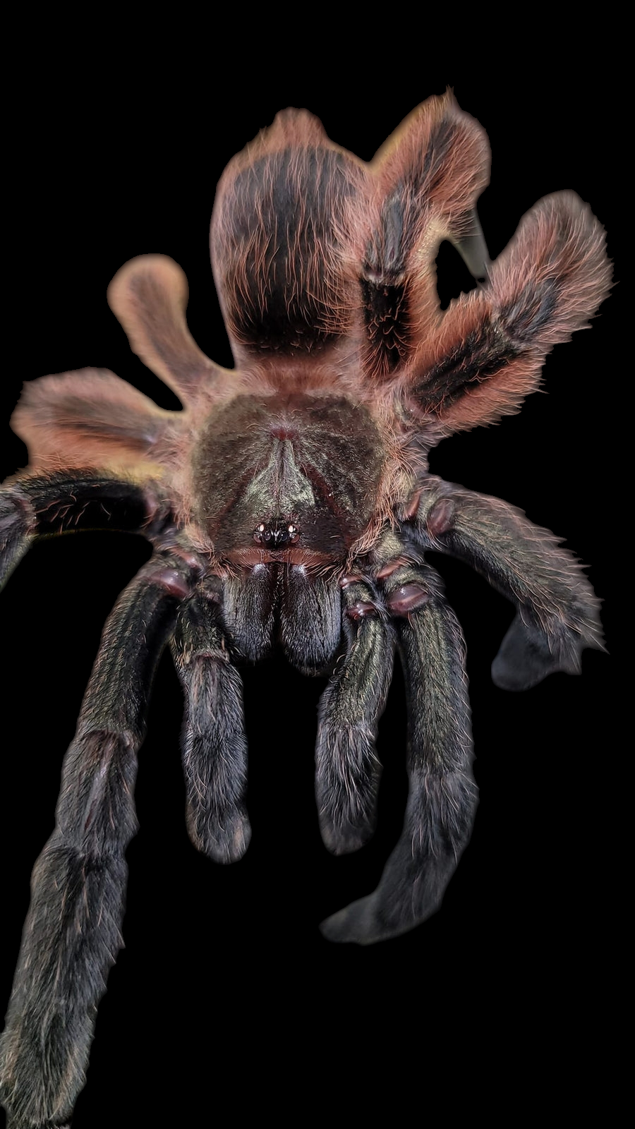 A close-up of a Darth Maul - Tarantula (Psalmopoeus victori) showcases its hairy, brown, and black legs and abdomen against a black backdrop, highlighting the fierce elegance that makes tarantula care fascinating and essential.