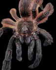 A close-up of a Darth Maul - Tarantula (Psalmopoeus victori) showcases its hairy, brown, and black legs and abdomen against a black backdrop, highlighting the fierce elegance that makes tarantula care fascinating and essential.