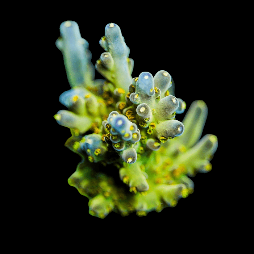 A close-up of the Defugiums Reef Morning Star Granulosa Acropora shows its vibrant coral cluster set against a black background. The coral features elongated, tube-like branches in shades of green and light blue with small, rounded protrusions, providing a textured appearance.