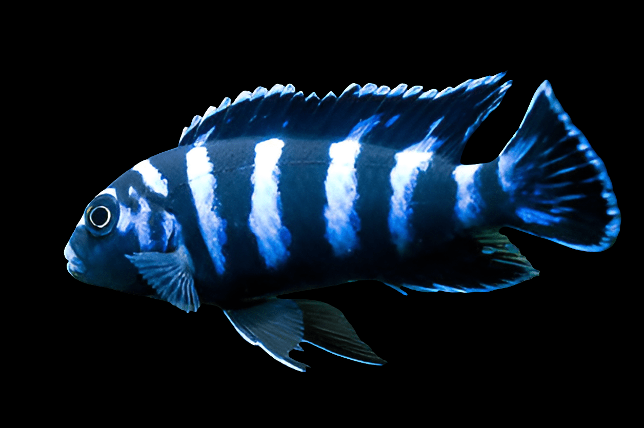 A vibrant Demasoni Cichlid, scientifically known as Chindongo Demasoni, displays alternating blue and black stripes as it swims against a solid black background. Its delicate and translucent fins enhance its striking colors.