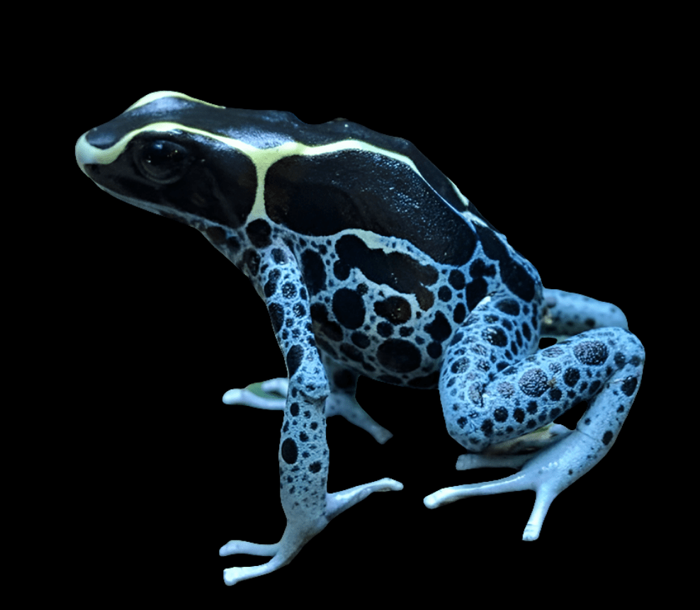 A Powder Blue Dendrobates Tinctorius dart frog with intricate patterns on its skin sits on a black background. Its vibrant colors and detailed markings are clearly visible, making it an enchanting sight for beginner frog enthusiasts.