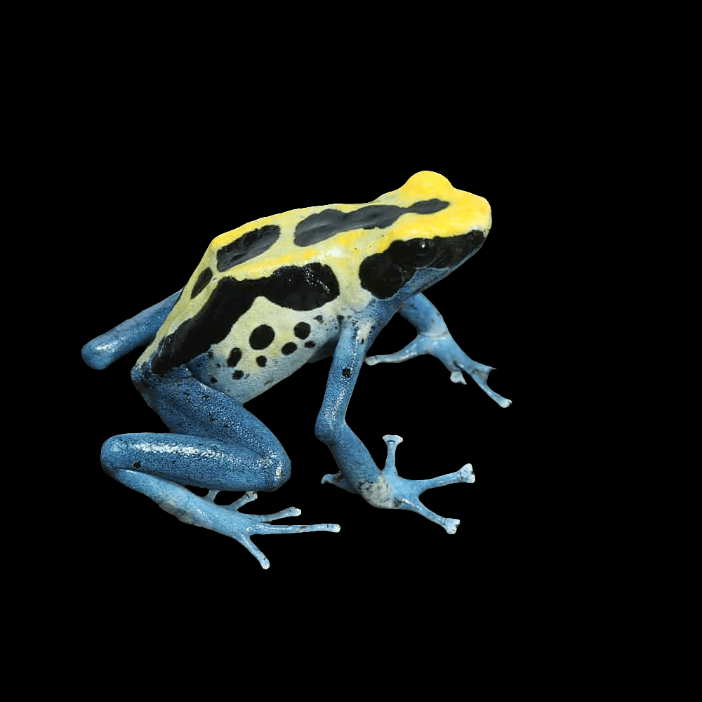 A vibrant specimen of Dendrobates Tinctorius - Patricia, recognized for its territorial nature, rests against a solid black background. This poison dart frog showcases striking black spots on its vivid blue legs alongside bold yellow markings on its body.