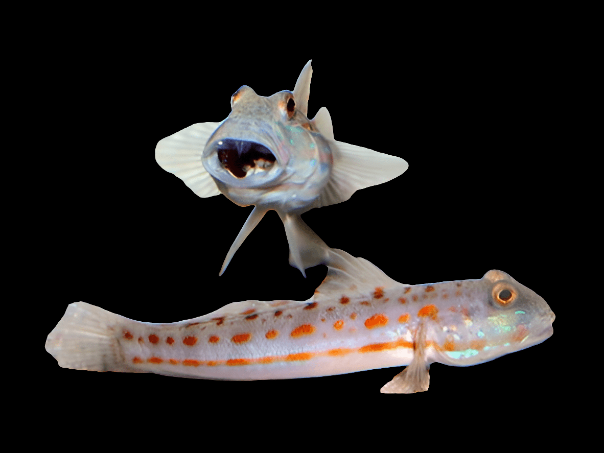 Against a black background, two Diamond Watchman Gobies (Valenciennea puellaris) are depicted. The upper fish faces forward with an open mouth, while the lower one lies horizontally adorned with reddish spots along its body. Both showcase translucent fins.