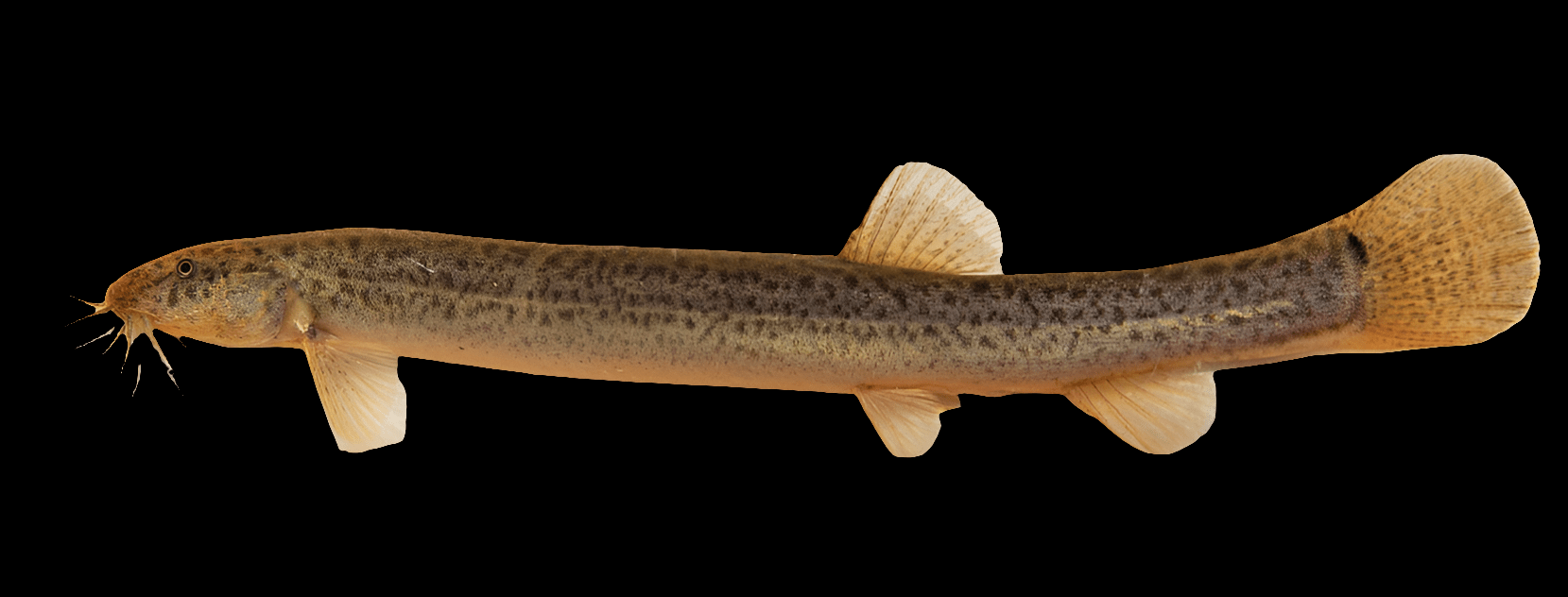 A Dojo Loach (Misgurnus Anguillicaudatus) featuring a slender body, speckled brown and yellowish coloring, small fins, whisker-like barbels near its mouth, and a rounded tail fin set against a plain background.