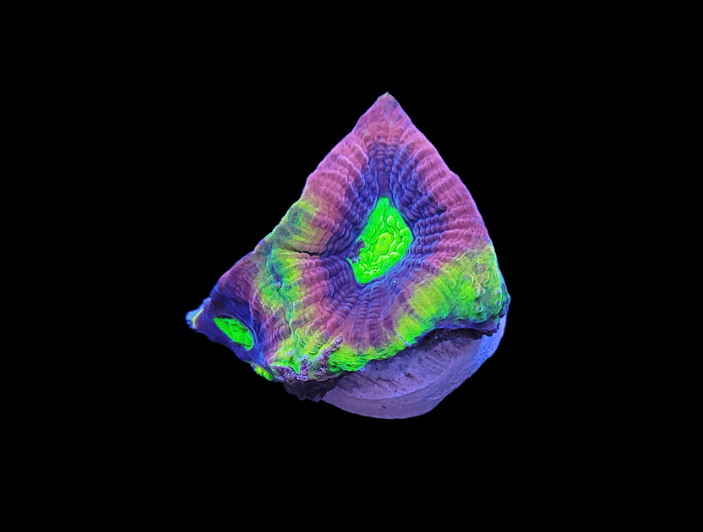 Under black light, the Dragon Soul Favia coral glows with shades of purple, blue, green, and yellow. This illuminated coral resembles a colorful, abstract art piece against a solid black background.