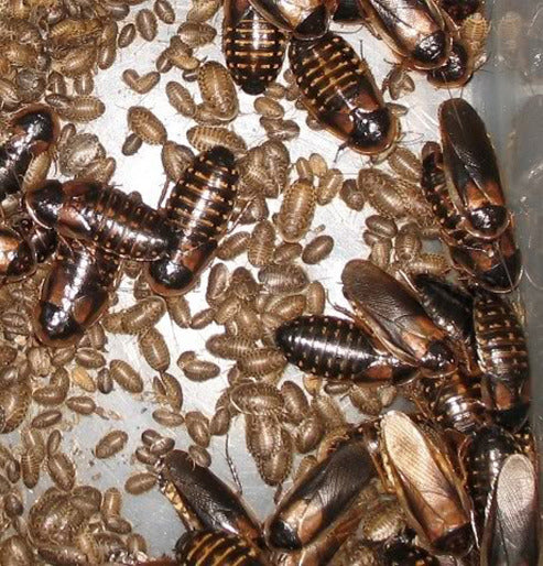 A close-up view of multiple Dubia Roach MED 6 Ct and their brown oval-shaped egg cases clustered together on a surface, showcasing shiny, dark bodies with segmented wings and legs.