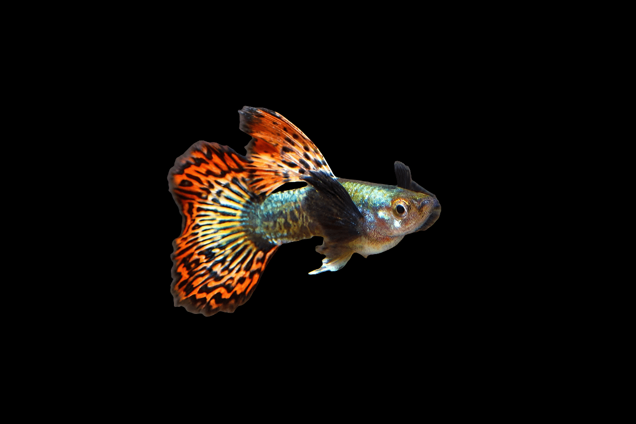 A Dumbo Ear Guppy (Poecilia reticulata) with vibrant orange and black spotted fins gracefully swims against a stark black background, its iridescent body shimmering with hues of green and blue.