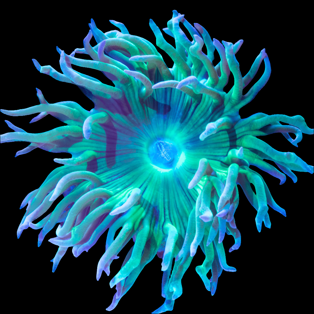 The Duncan Coral features swirling, iridescent blue and green tentacles against a black background, emanating a central glow.